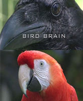 Bird Brain /   